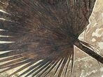 Giant Fossil Palm Frond From Wyoming - Rare! #212555-2